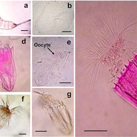 Can Zebra Fish Live Without Oxygen at Jonathan Landseer blog