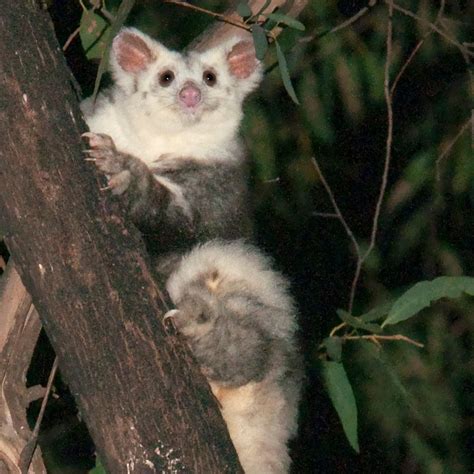 Marsupiaux Australiens