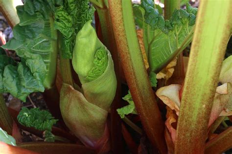 Rhubarb Flowering: What To Do When Rhubarb Bolts and Goes To Seed - The Daring Gourmet