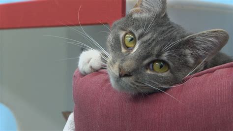 Aberdeen Humane Society issues update about full cat capacity situation