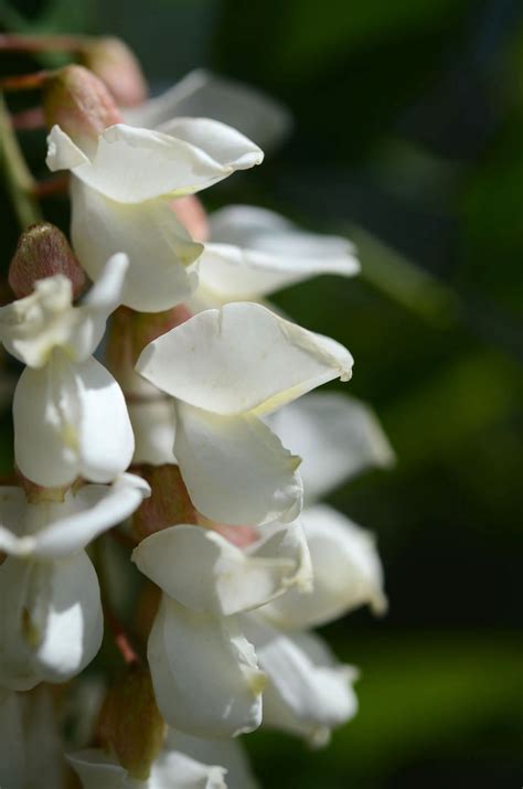 Black Locust Flower