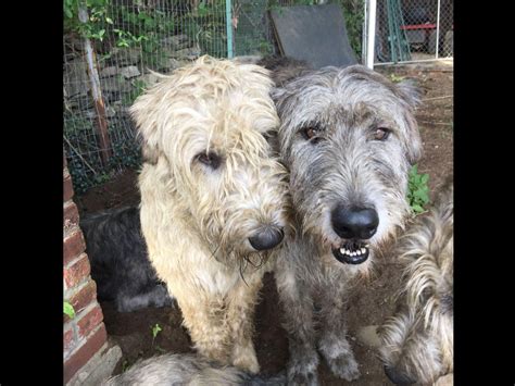 Highcross's Irish Wolfhounds - Puppies For Sale