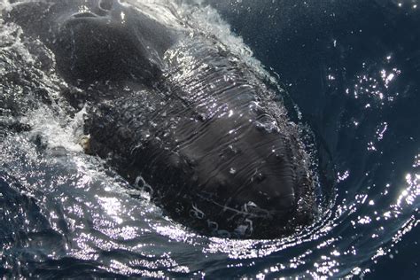 Something we have never seen before