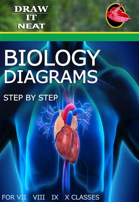 Draw It Neat School Biology Biology Diagrams In Progressive Steps ...