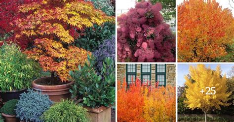 Image result for Outside Fall Trees