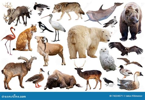European Wildlife