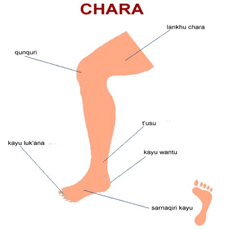 Image result for Gamba Tutorial