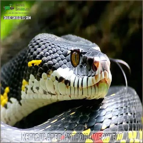 Image result for Reticulated Python Long Landscape