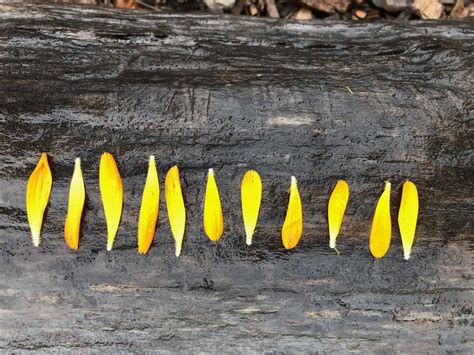 Math Patterns in Nature 的图像结果