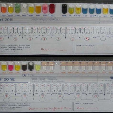 Image result for API NE