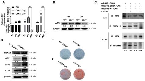 TMEM119 (c.G143A, p.S48L) Mutation Is Involved in Primary Failure of ...