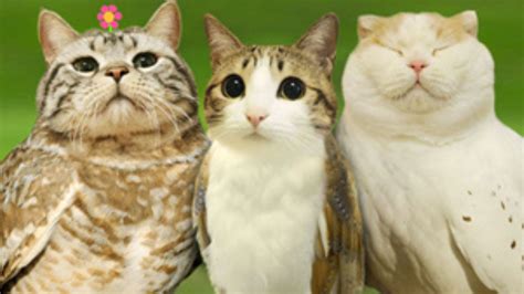 The Saddest Internet Story Ever Told | Diary of a Wimpy Kid: 25 Years ...