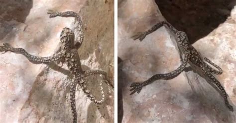 Image result for Alien Tiktk