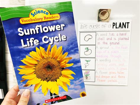 Image result for Plant Lesson First Grade