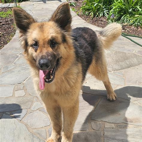 Critter Cavalry Rescue (CCR) (@crittercavalry) • Instagram photos and ...