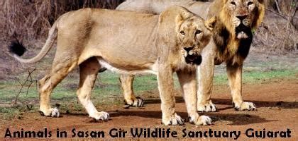 Animals in Sasan Gir Wildlife Sanctuary Gujarat - Timing Photos Images ...
