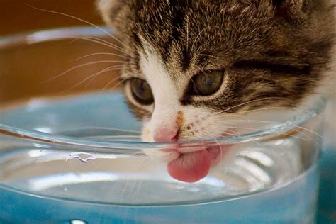 How Much Water Do Cats Drink? Cat Hydration Explained