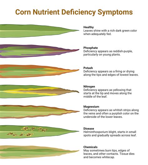 Corn Nutrient Deficiency Symptoms | BioRender Science Templates