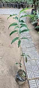 MAAN ORGANIC FARMS Grafted healthy peach aadu grafted fruit plant 1.5-2 ...