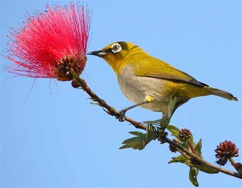 Oriental White-eye - Zosterops palpebrosus - Zosteropidae - Birds of ...