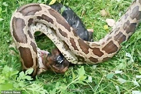 Image result for Python Dog