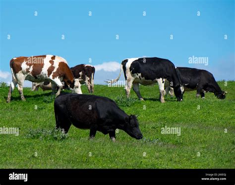 Herd of cows Stock Photo - Alamy