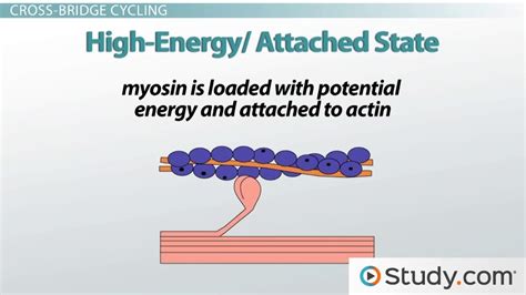 Crossbridge Model of Muscle Contraction 的图像结果