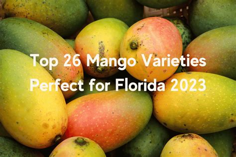 Varieties Of Mangoes In Florida at Jamie Spinelli blog