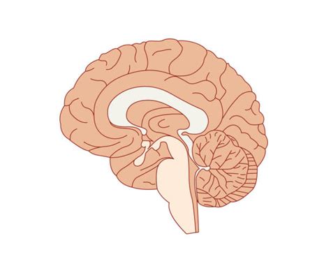 Image result for Limbic System Function Animation
