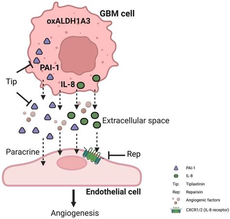 Novel Function of Cancer Stem Cell Marker ALDH1A3 in Glioblastoma: Pro ...