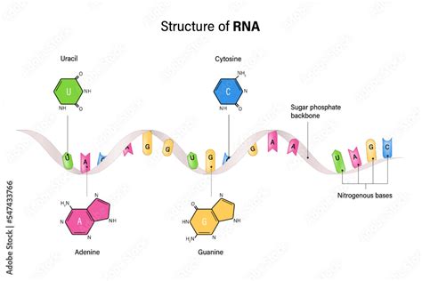 Basic Structure of RNA 的图像结果