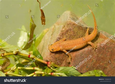 Iberian Ribbed Newt Spanish Ribbed Newt Stock Photo 1195682239 ...