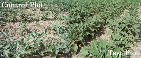 Bio Booster | Green World