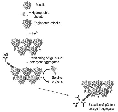Methods of Purifying Antibodies | IITBombay