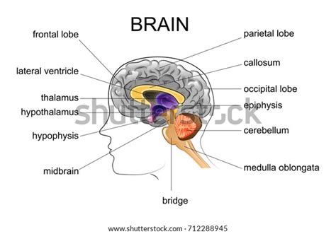 Image result for Brain