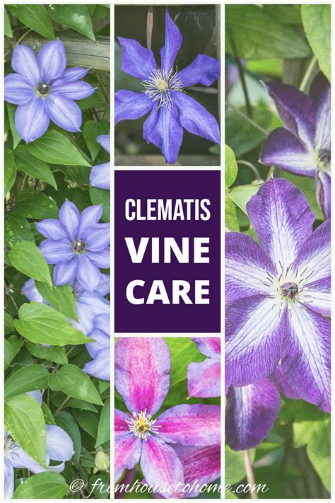 Clematis Care: The Ultimate Guide To Planting, Growing and Pruning ...