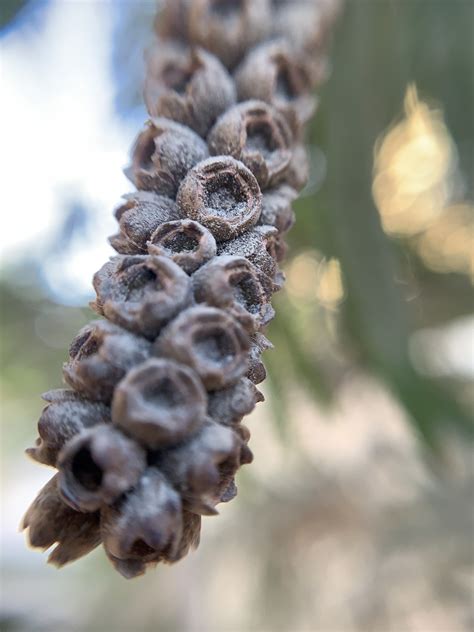 Image result for Seed Packing