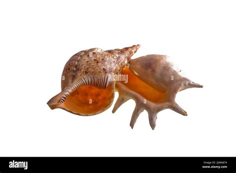 Image result for Isolated Shells