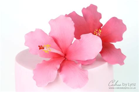 Image result for Gumpaste Hibiscus Tutorial