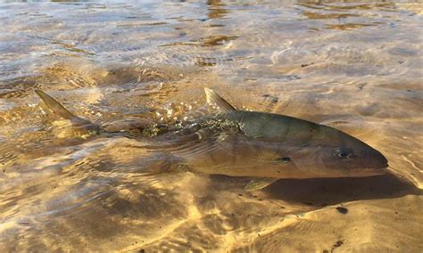 Image result for Gerong Java