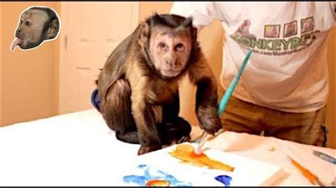 Capuchin MonkeyBoo 的图像结果