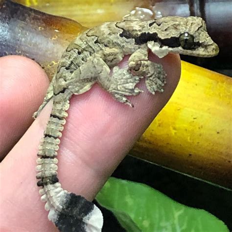 cute captive bred FLYING GECKO - CB babies, Ptychozoon kuhli | Cute ...