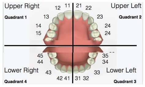 Modified Gingival Index (MGI) Classification Using Dental Selfies