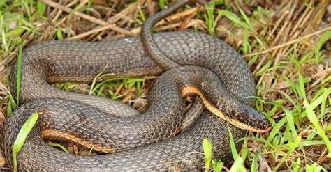 中国第一毒蛇现身大学校园，夏季蛇类活动频繁，撞见毒蛇怎么办？