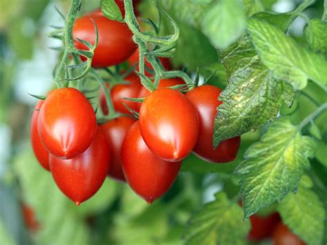 Plum Tomato Uses And Care: How To Grow Plum Tomatoes
