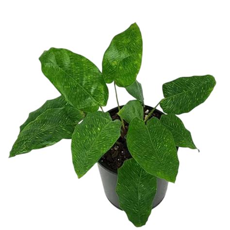 Calathea Musaica Live Plant – veliyathgardens
