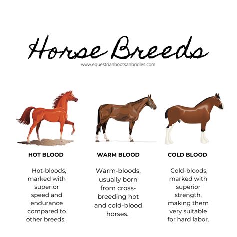 Helping riders bond with their horses | Horse breeds, Horse facts, Horse information