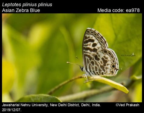 Leptotes plinius | Butterfly