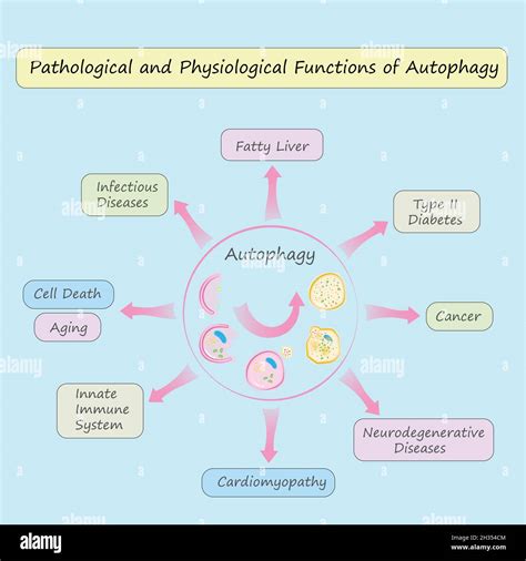 Pathological and Physiological Functions of Autophagy colorful ...