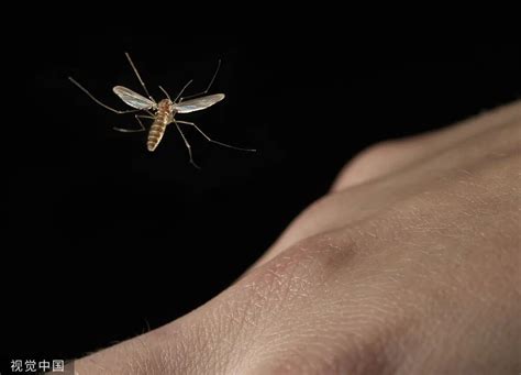 为什么蚊子比以往出现得更早了？央视揭秘：“越冬蚊”变多了--快科技--科技改变未来